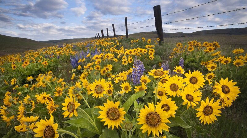Sunflowers in a meadow