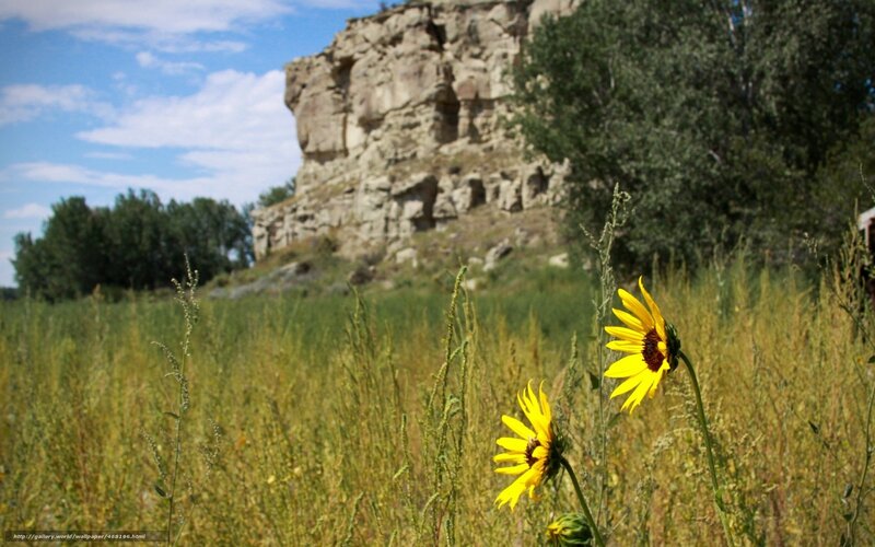 Sunflowers in a meadow