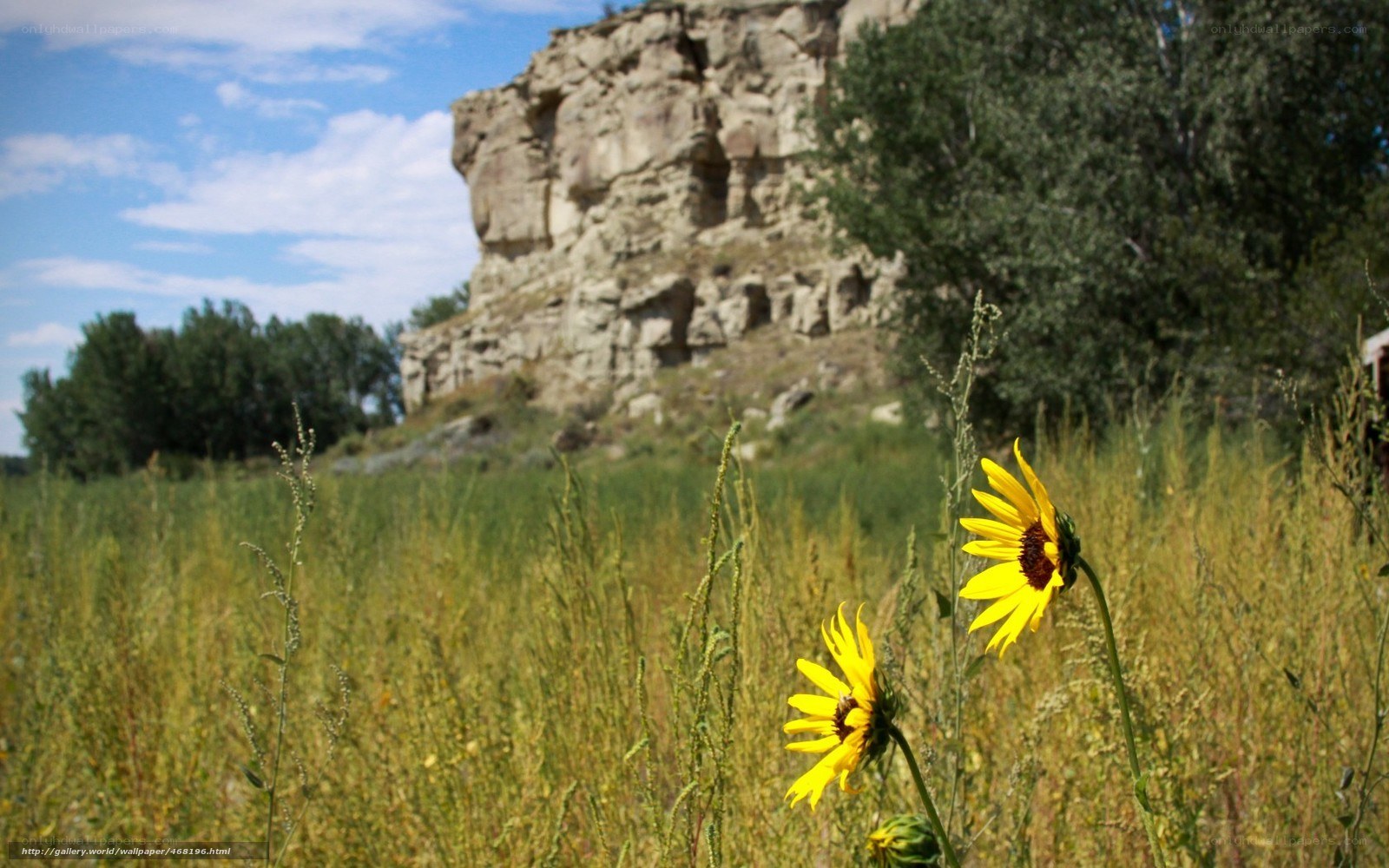 Sunflowers in a meadow