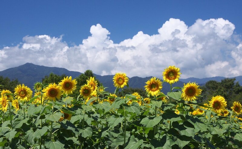 Sunflowers in a mountain field