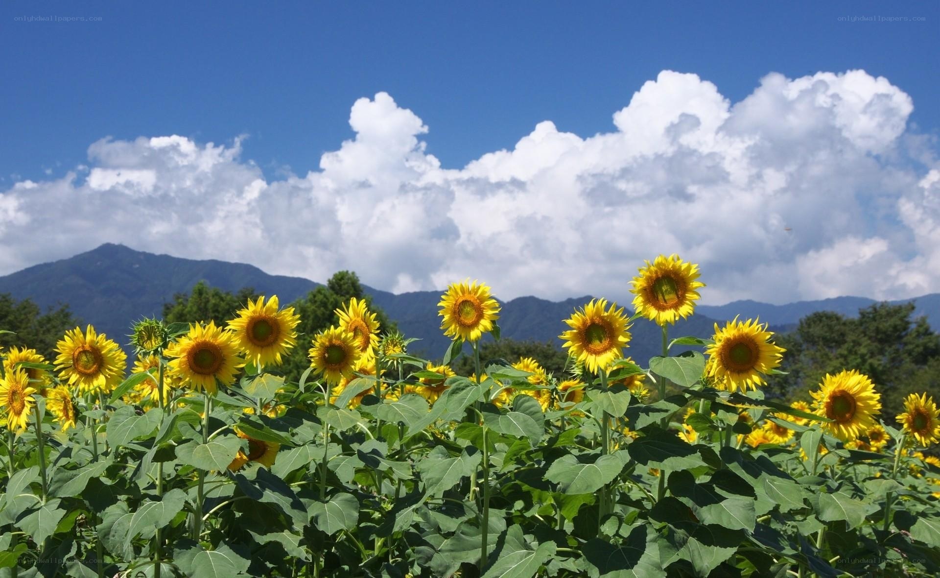 Sunflowers in a mountain field