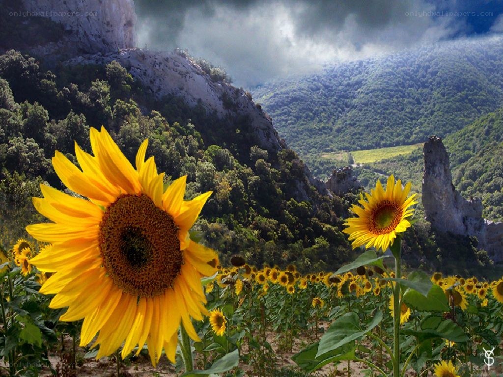 Sunflowers in a mountain valley
