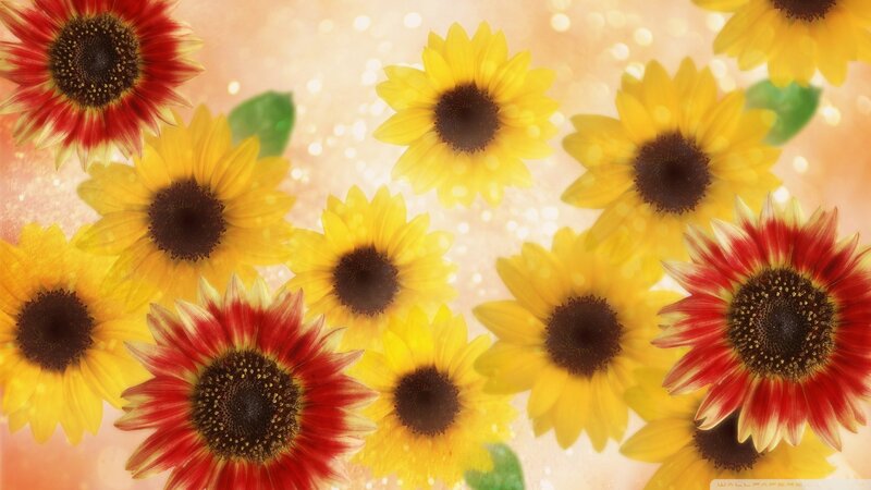 Sunflowers in a Pattern