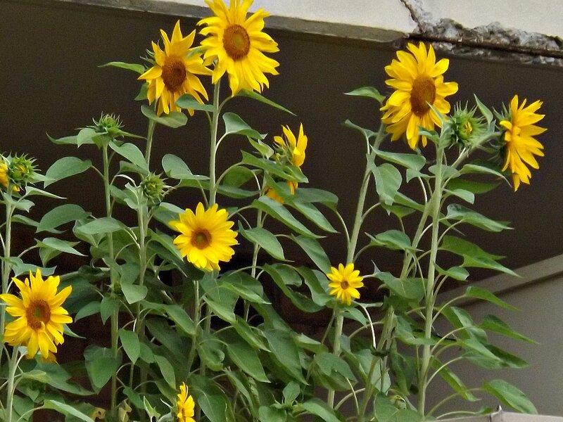 Sunflowers in a Pot — Yellow