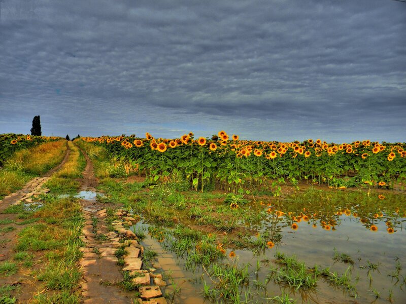 Sunflowers in a rainy field