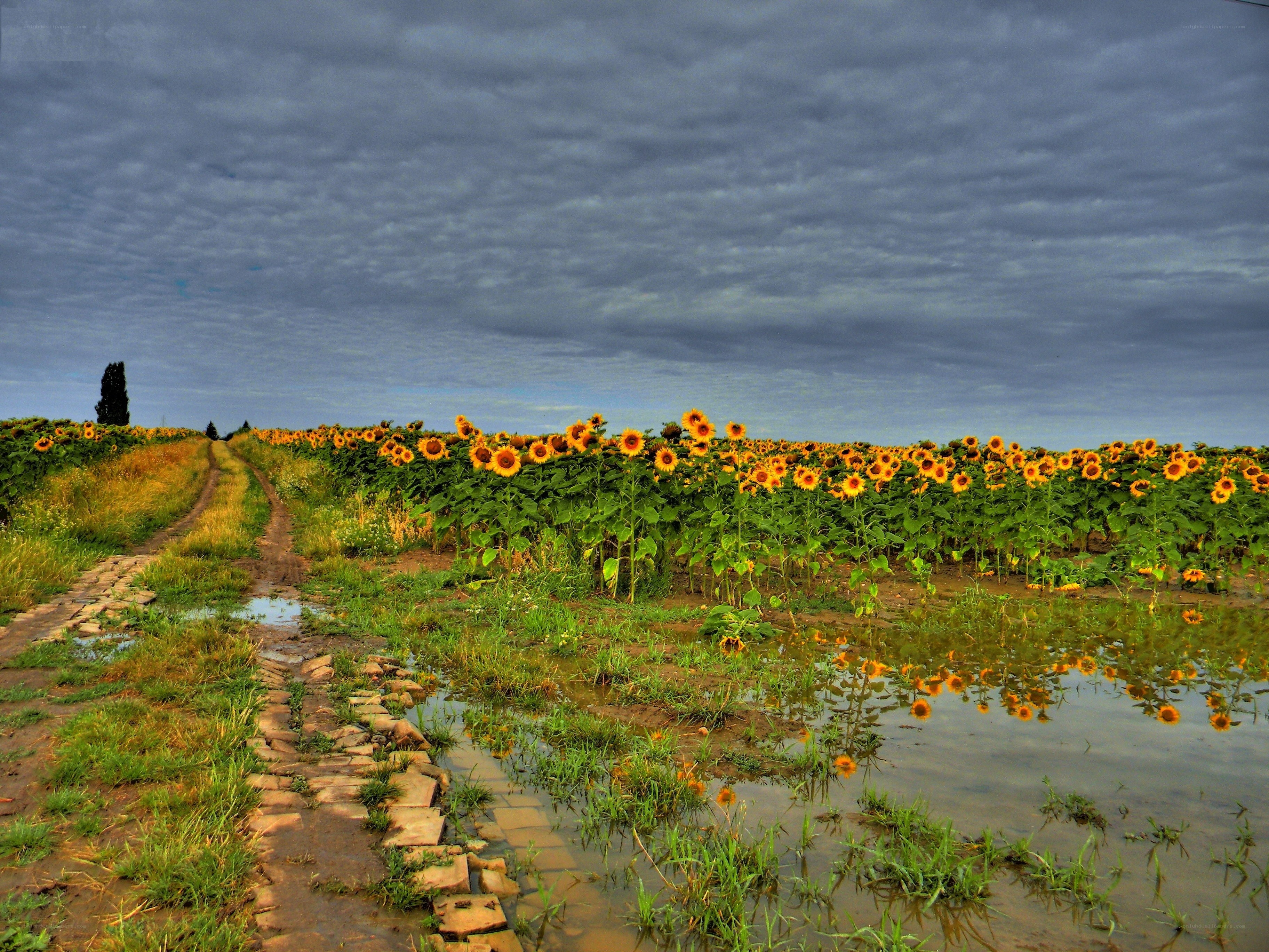 Sunflowers in a rainy field