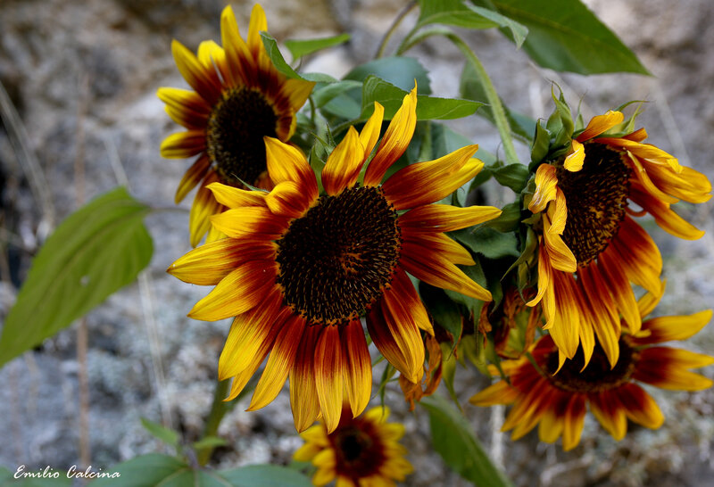 Sunflowers in a rocky setting