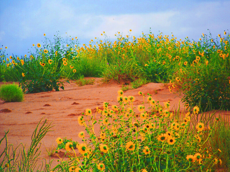 Sunflowers in a sandy field