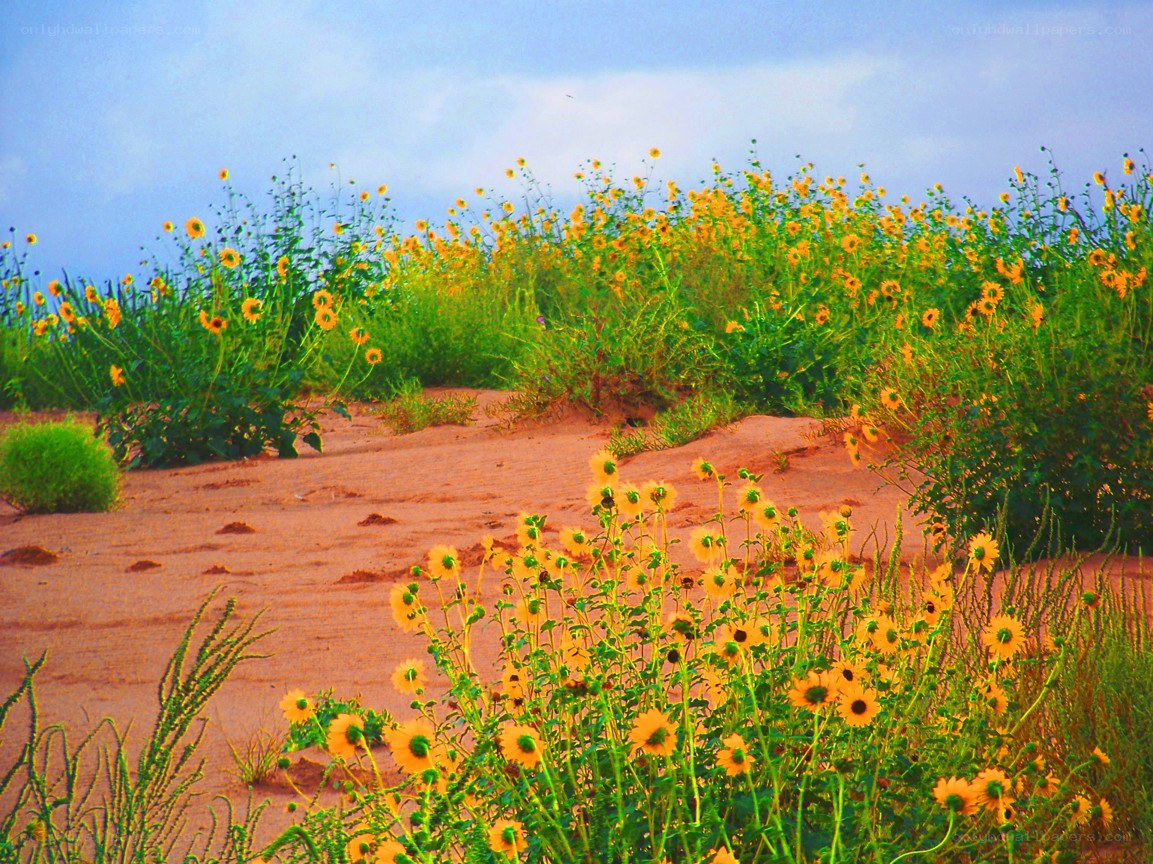 Sunflowers in a sandy field