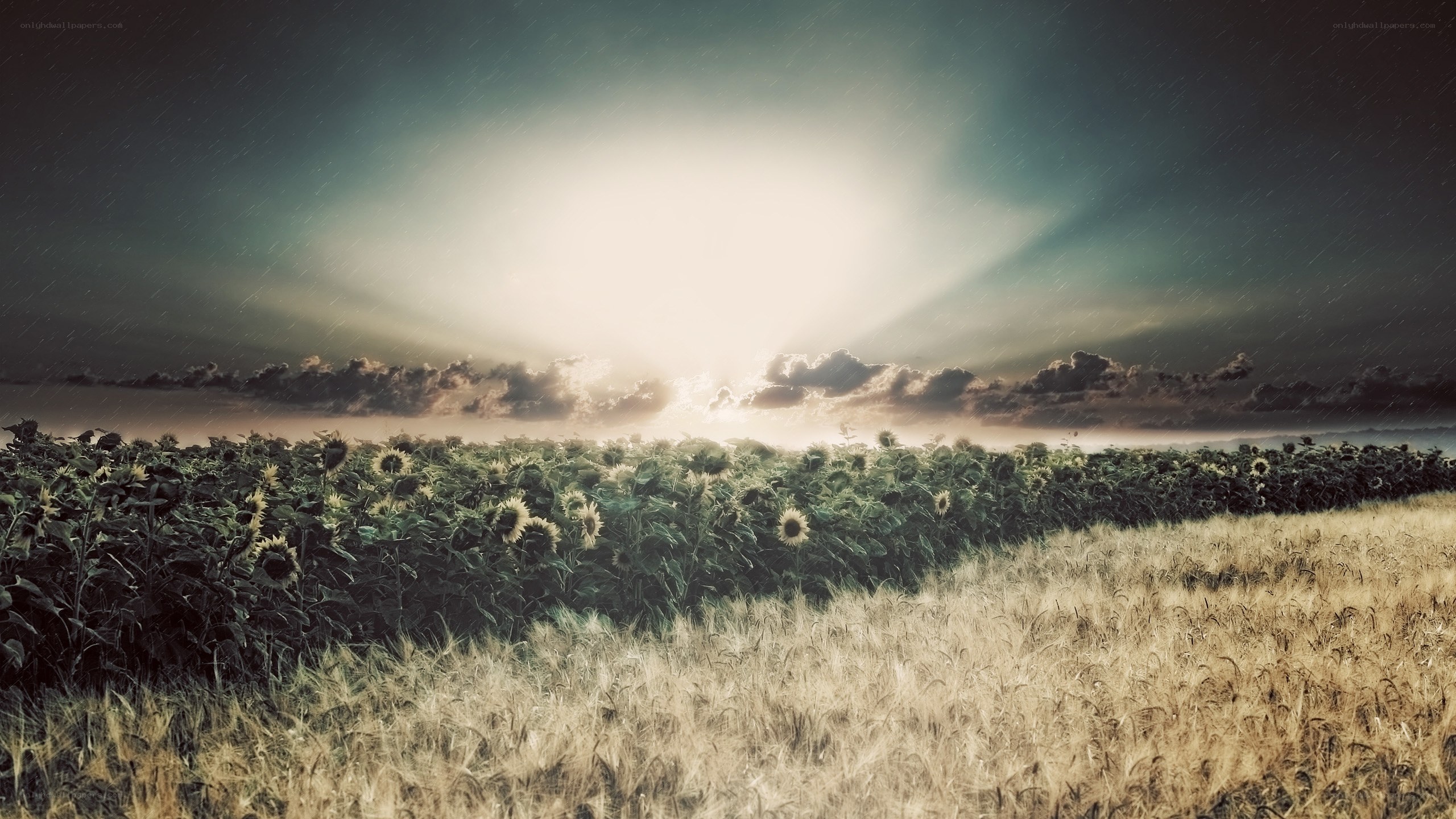 Sunflowers in a stormy field