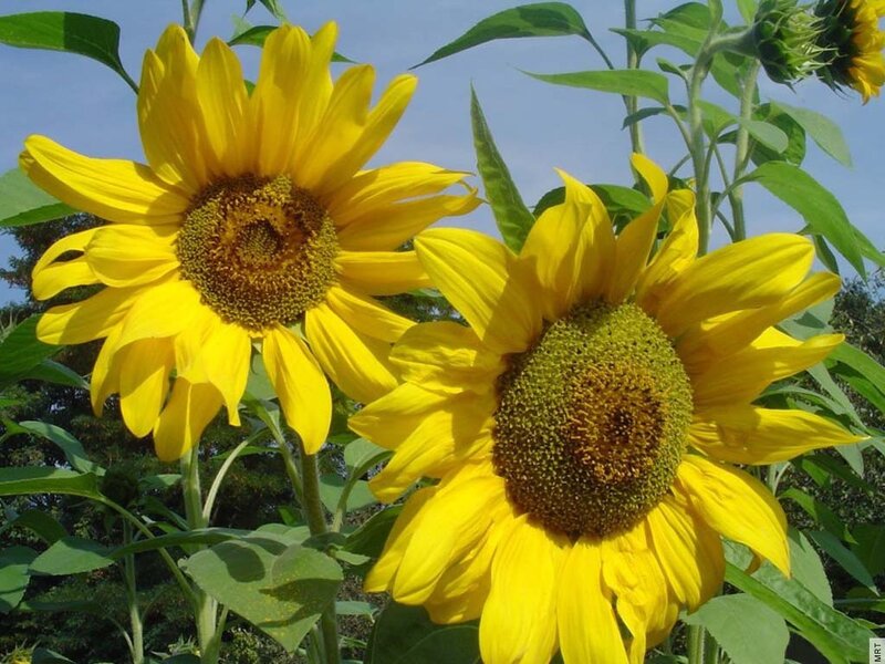 Sunflowers in a sunny field