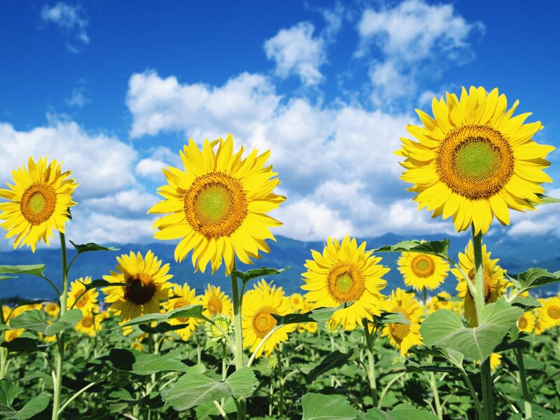 Sunflowers in a sunny field