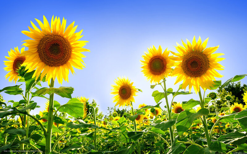 Sunflowers in a sunny field