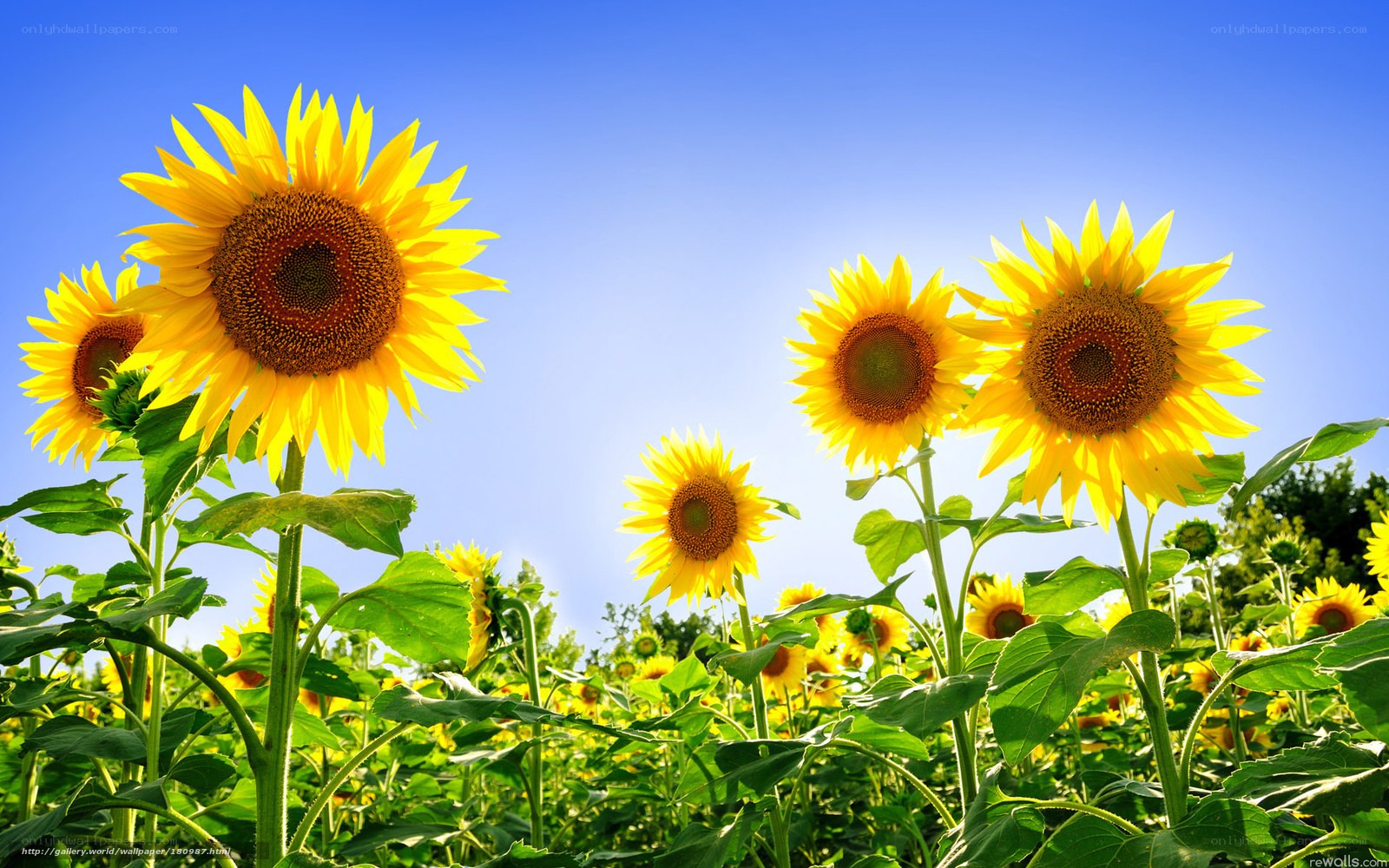 Sunflowers in a sunny field