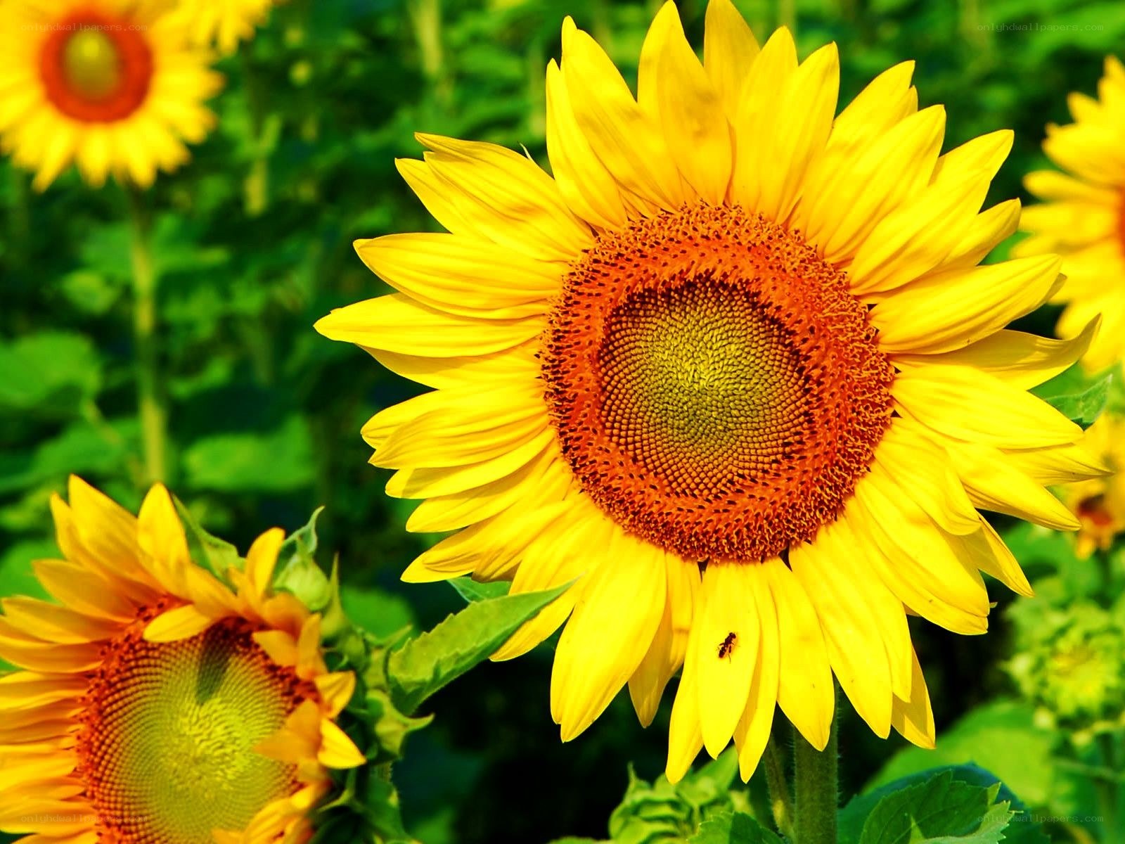 Sunflowers in a sunny field