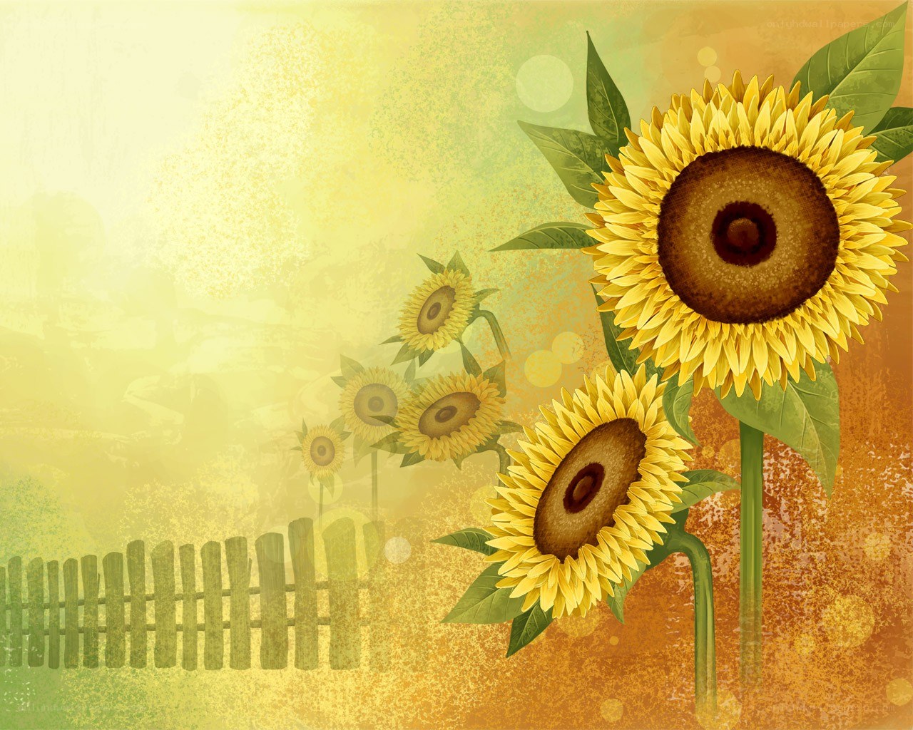 Sunflowers in a sunny field