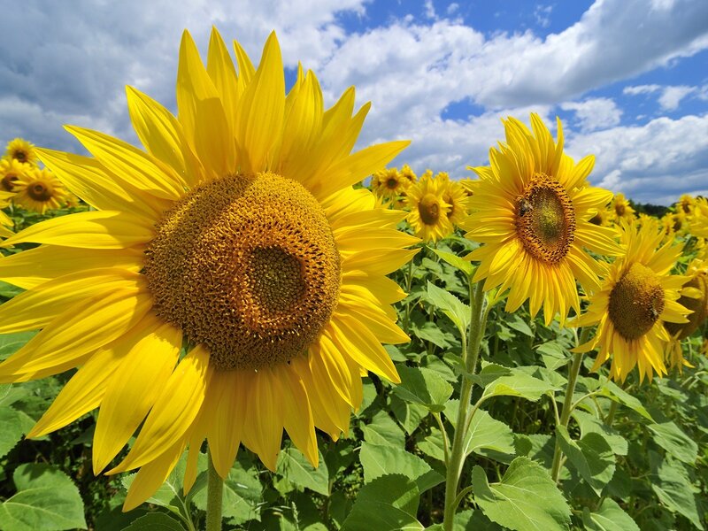 Sunflowers in a sunny field