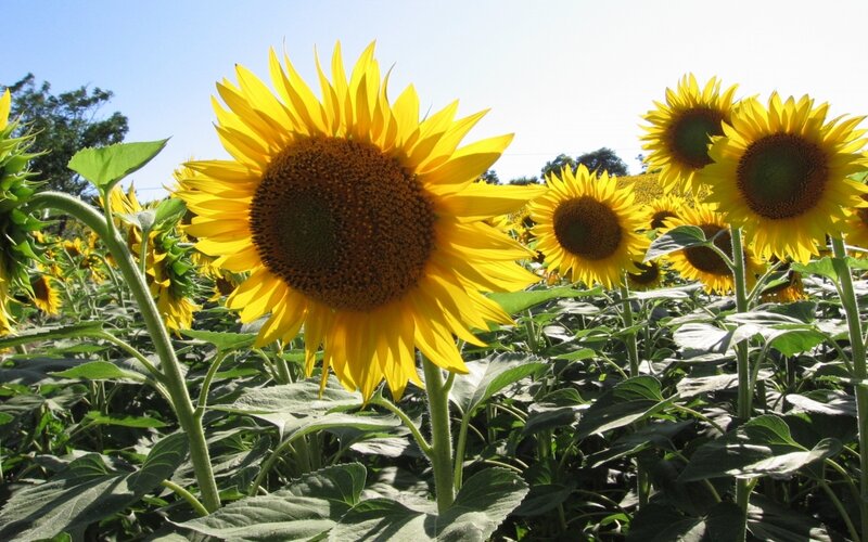 Sunflowers in a sunny field