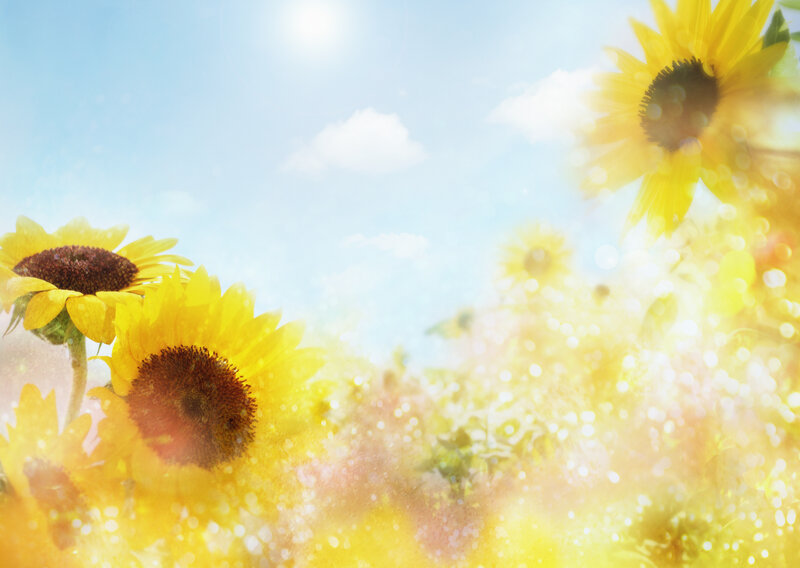 Sunflowers in a sunny field