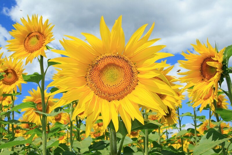 Sunflowers in a sunny field