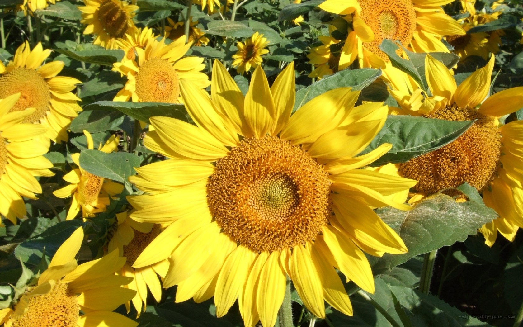 Sunflowers in a sunny field