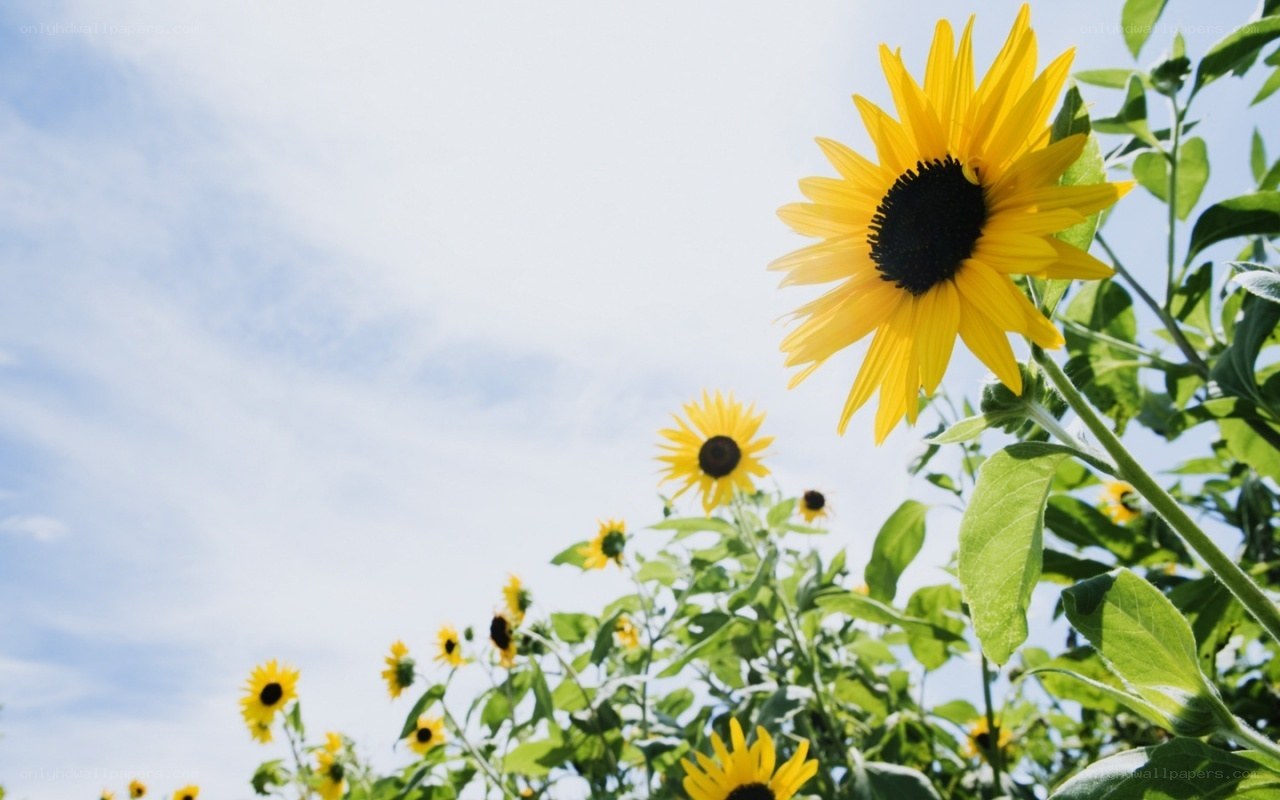 Sunflowers in a sunny field