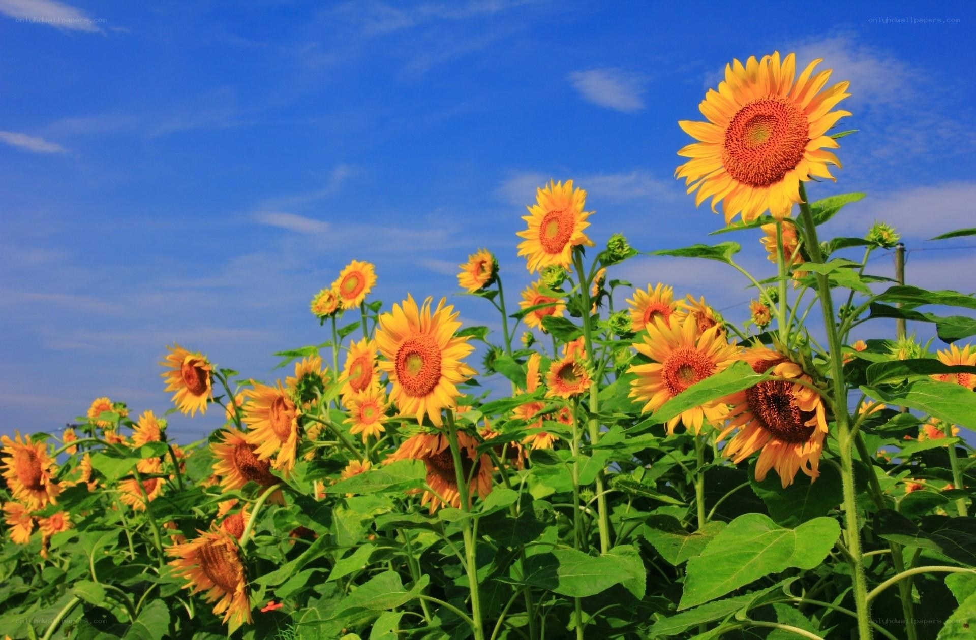 Sunflowers in a sunny field