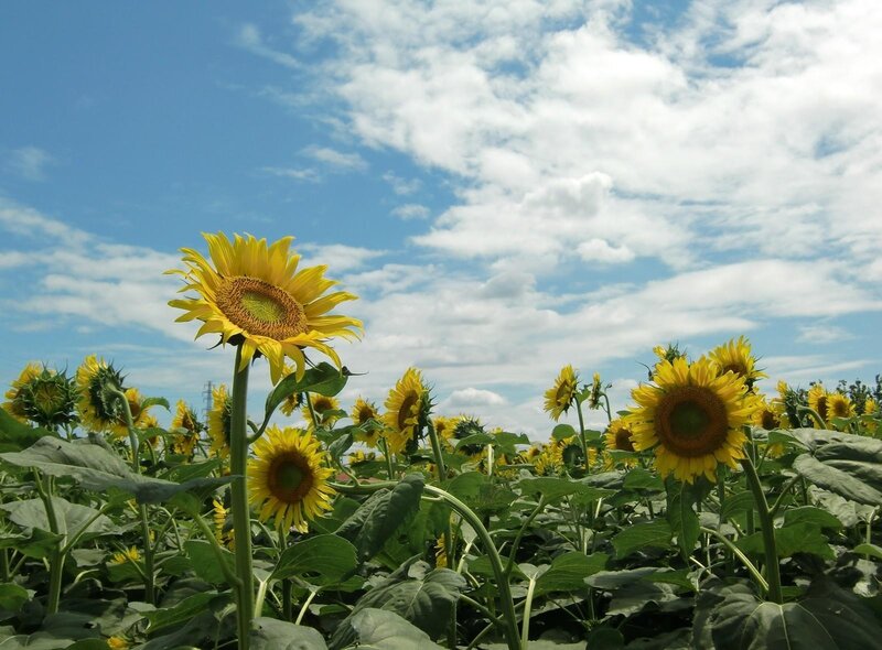 Sunflowers in a sunny field