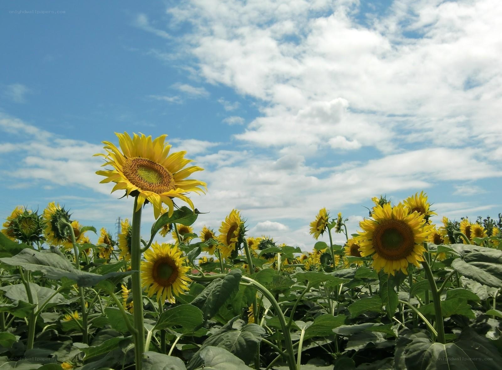 Sunflowers in a sunny field