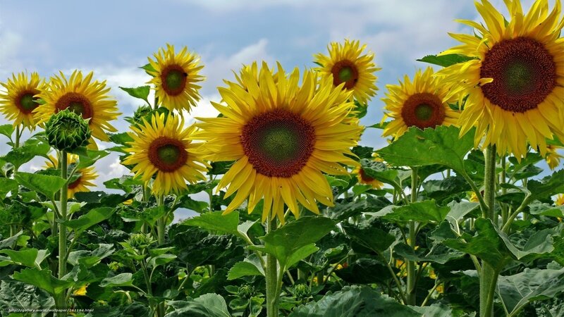 Sunflowers in a sunny field