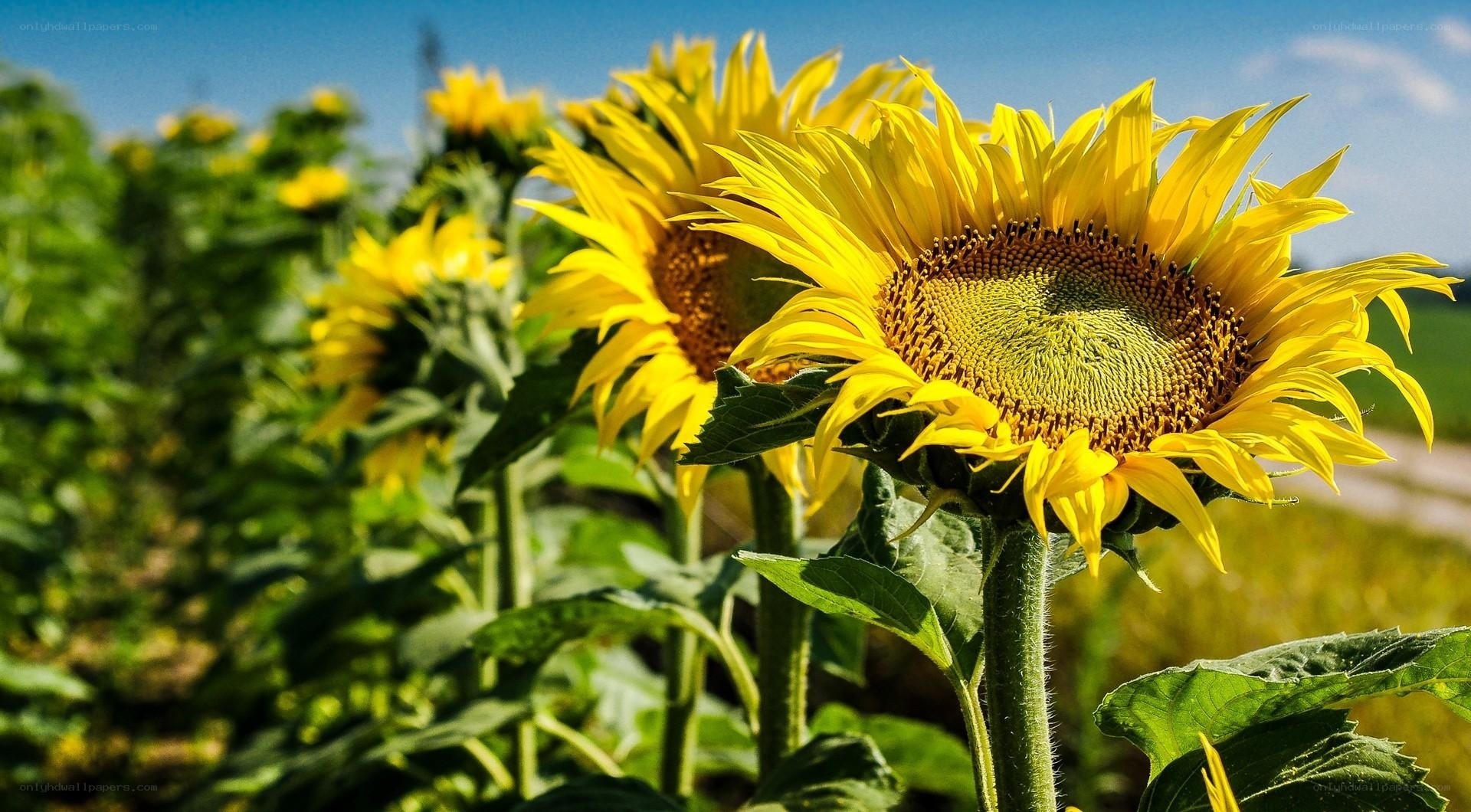 Sunflowers in a sunny field