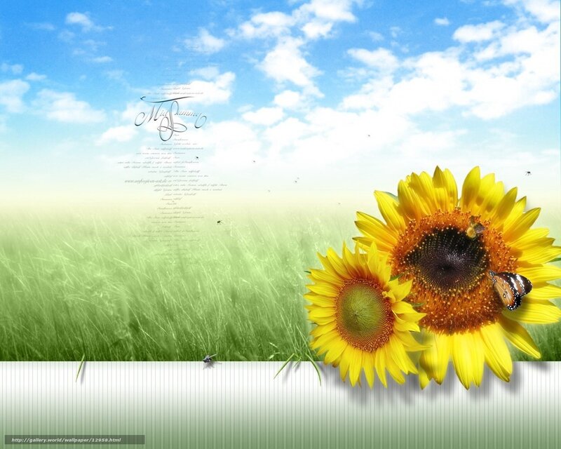 Sunflowers in a sunny field