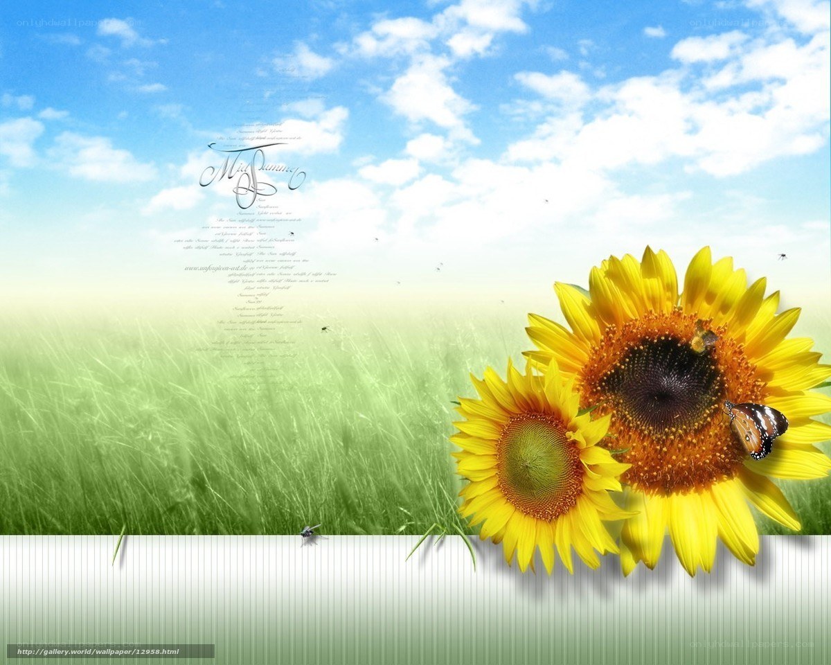 Sunflowers in a sunny field
