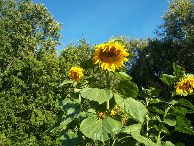 Sunflowers in a sunny garden