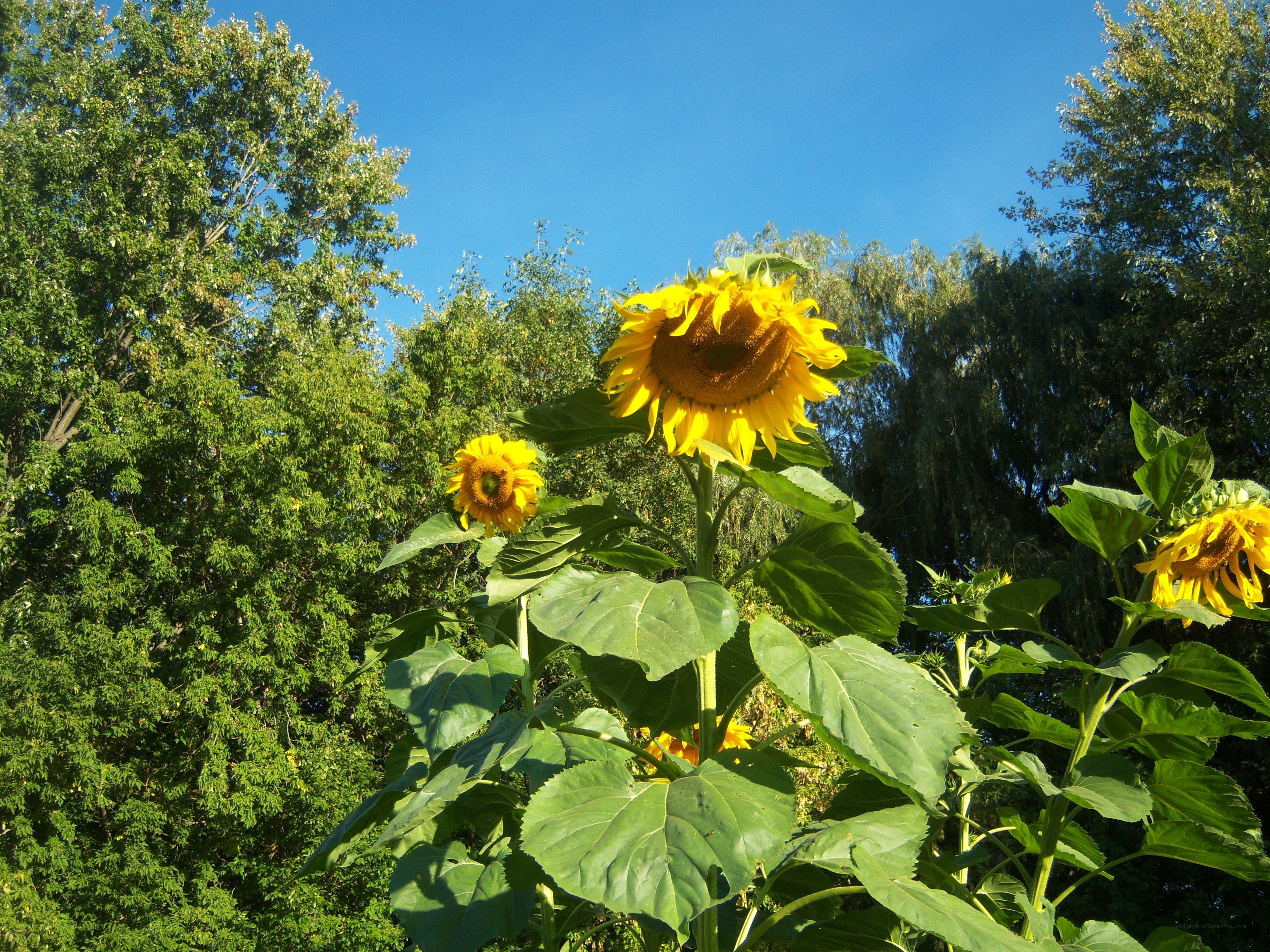 Sunflowers in a sunny garden