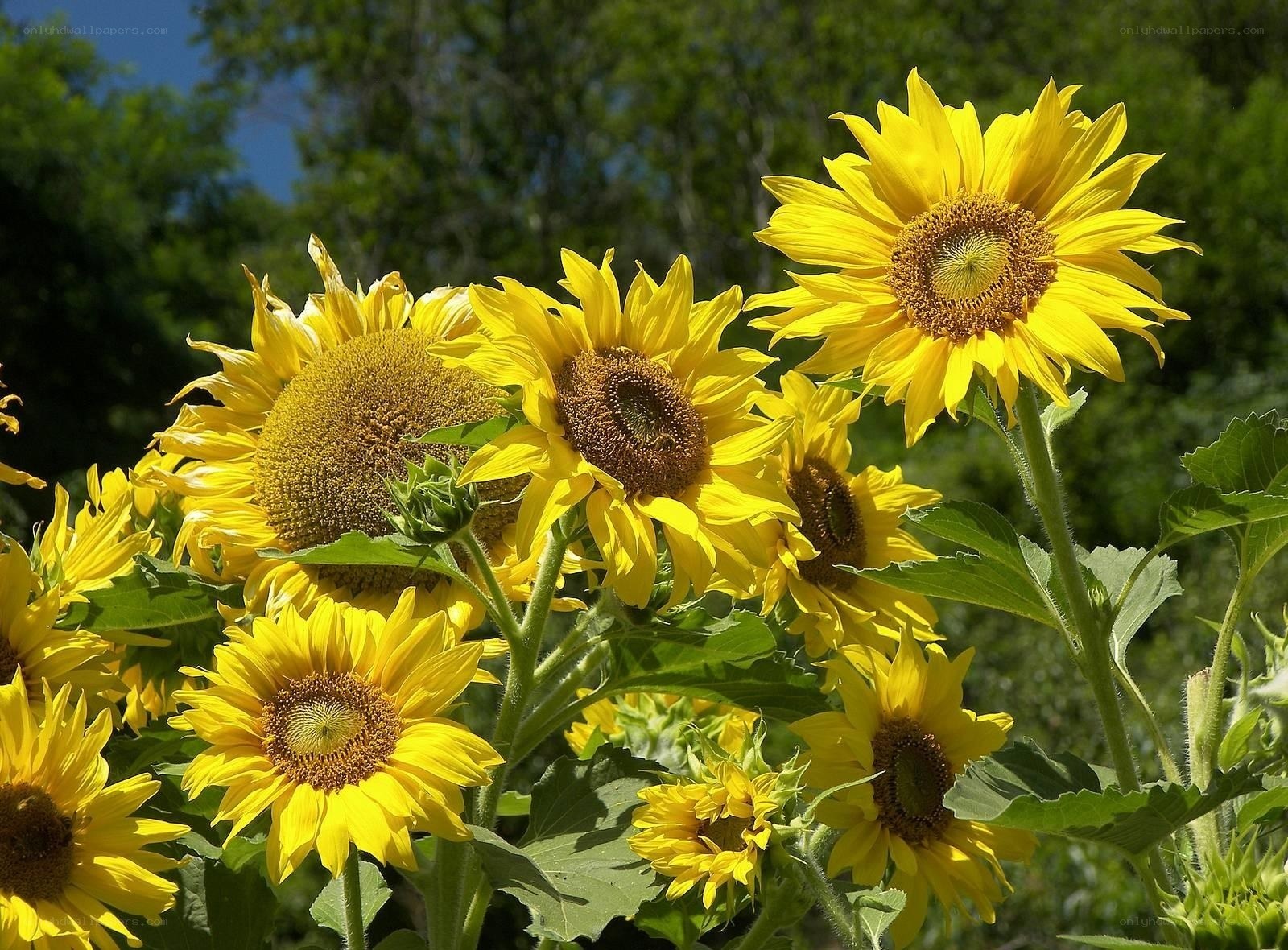 Sunflowers in a sunny garden