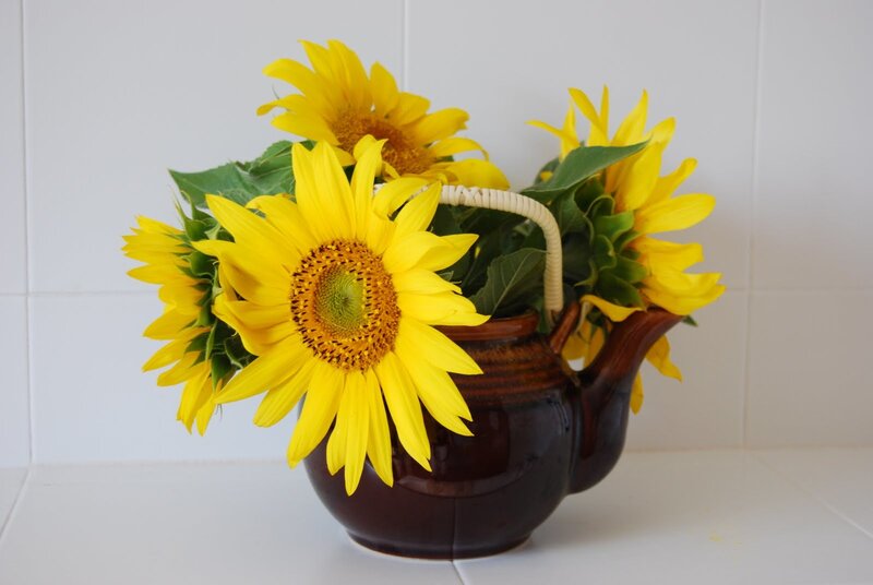 Sunflowers in a Teapot