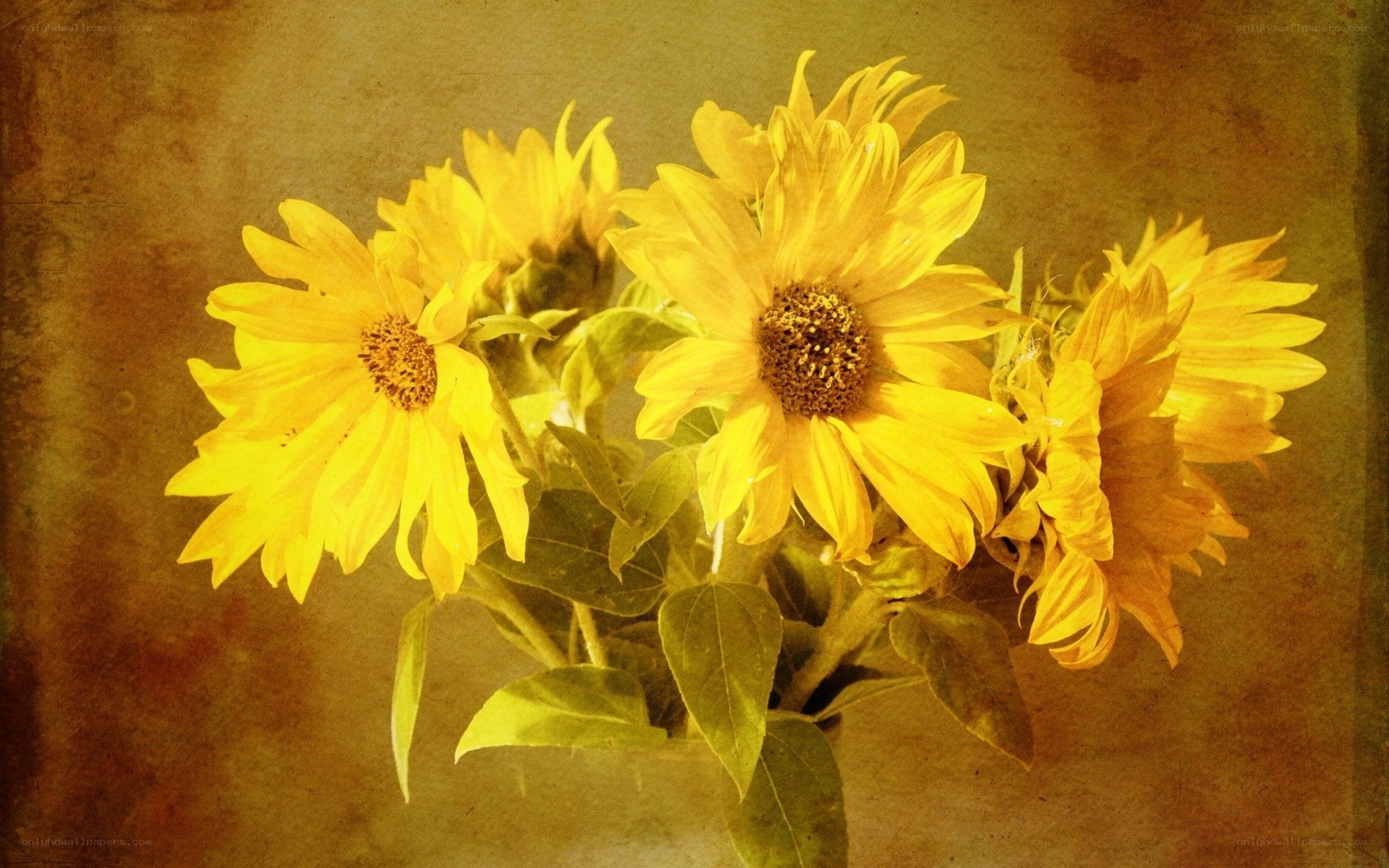 Sunflowers in a vase