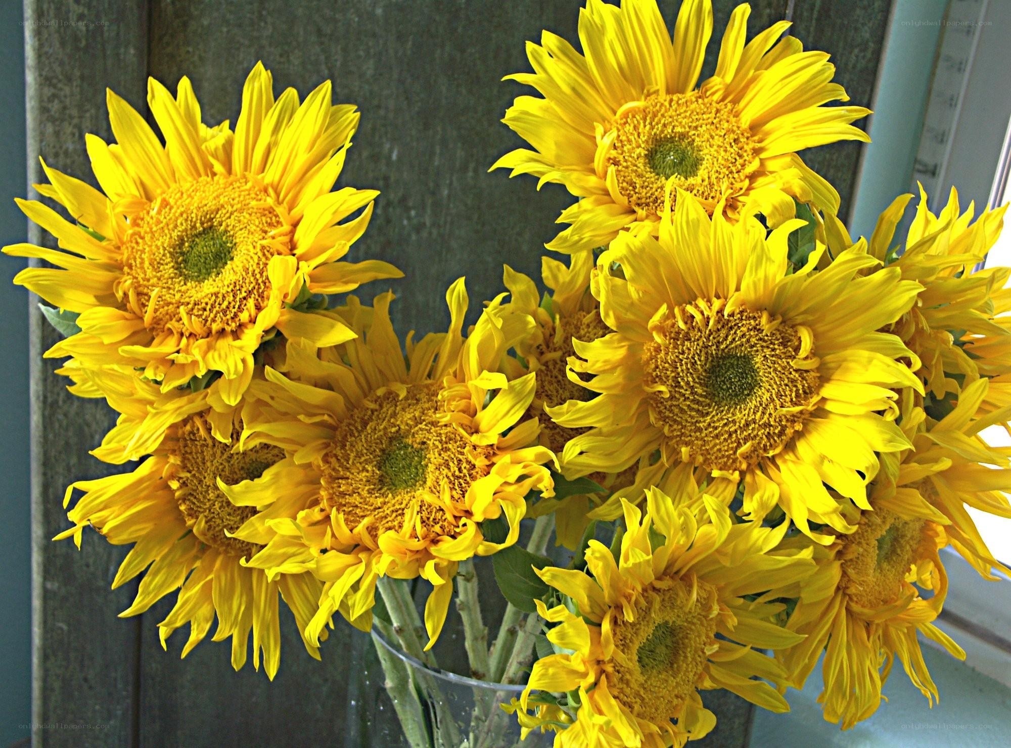 Sunflowers in a vase