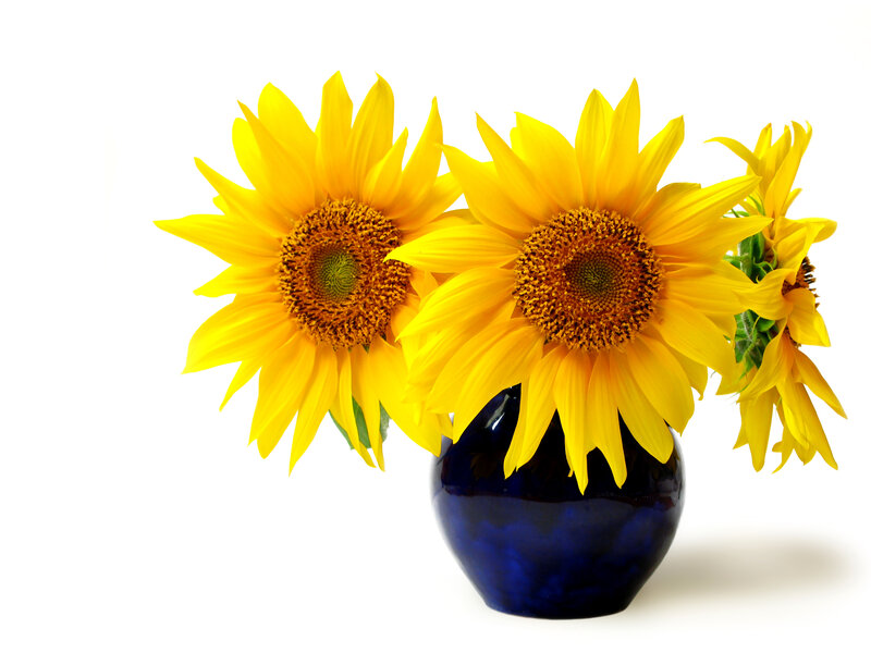 Sunflowers in a Vase — Yellow, Bright, Photograph, Flower, Stem