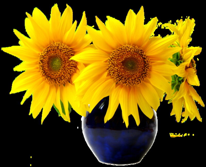 Sunflowers in a Vase — Yellow, Bright, Photograph, Flower