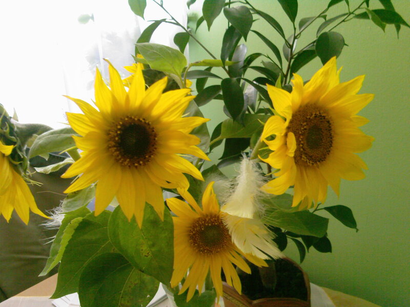 Sunflowers in a Vase — Yellow, Calm, Afternoon, Photograph, Feathers