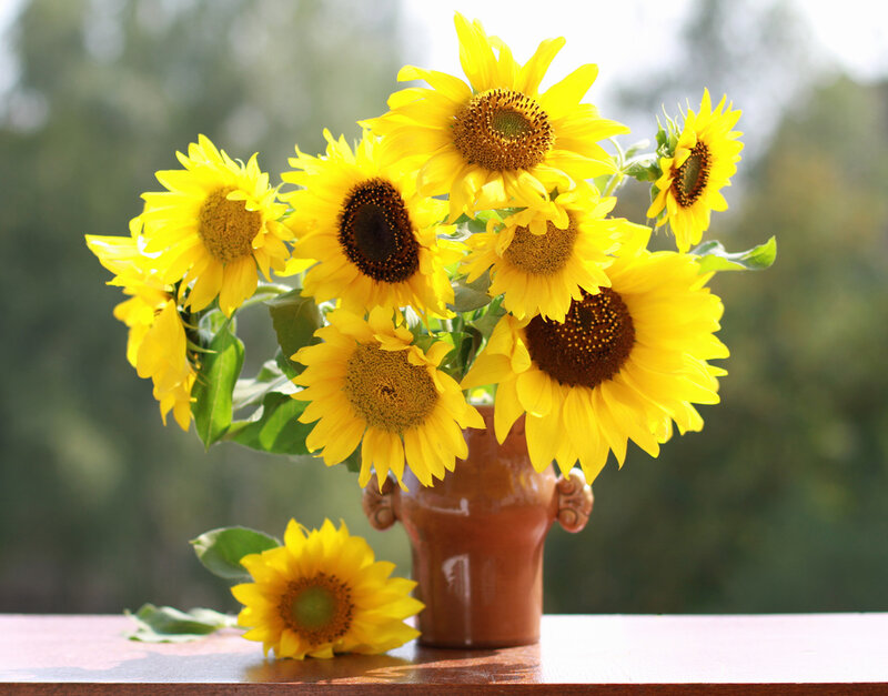 Sunflowers in a Vase — Yellow, Calm, Afternoon, Photograph