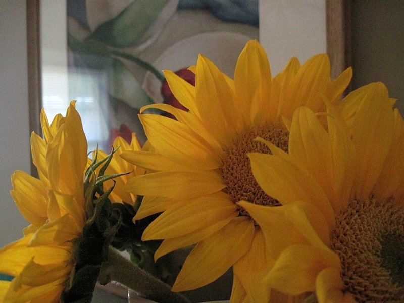 Sunflowers in a Vase — Yellow, Calm, Photograph