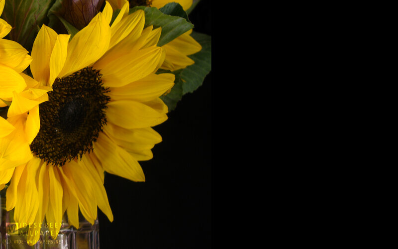 Sunflowers in a Vase — Yellow, Dramatic, Photograph, Leaves