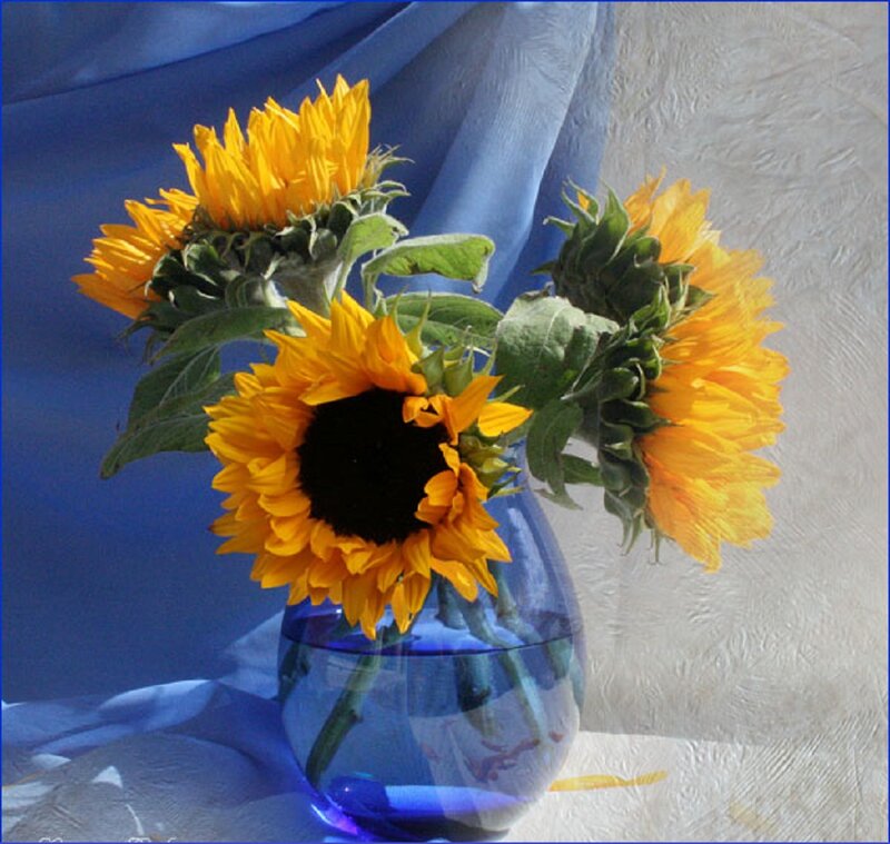 Sunflowers in a Vase — Yellow, Serene, Afternoon, Photograph, Blue Cloth