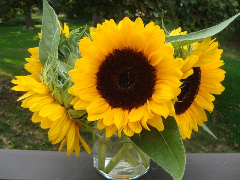Sunflowers in a Vase — Yellow, Serene, Afternoon, Photograph, Green Leaves