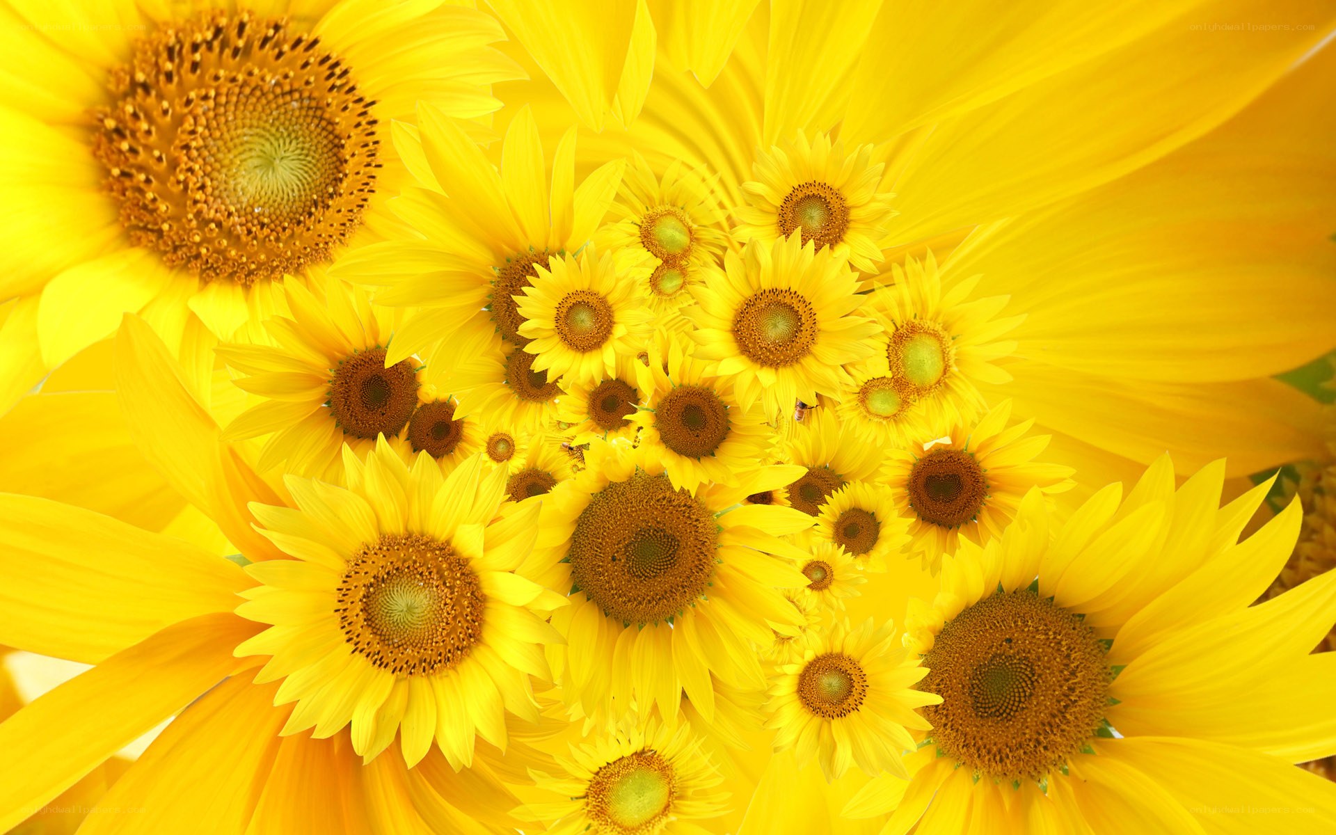 Sunflowers in a vibrant cluster