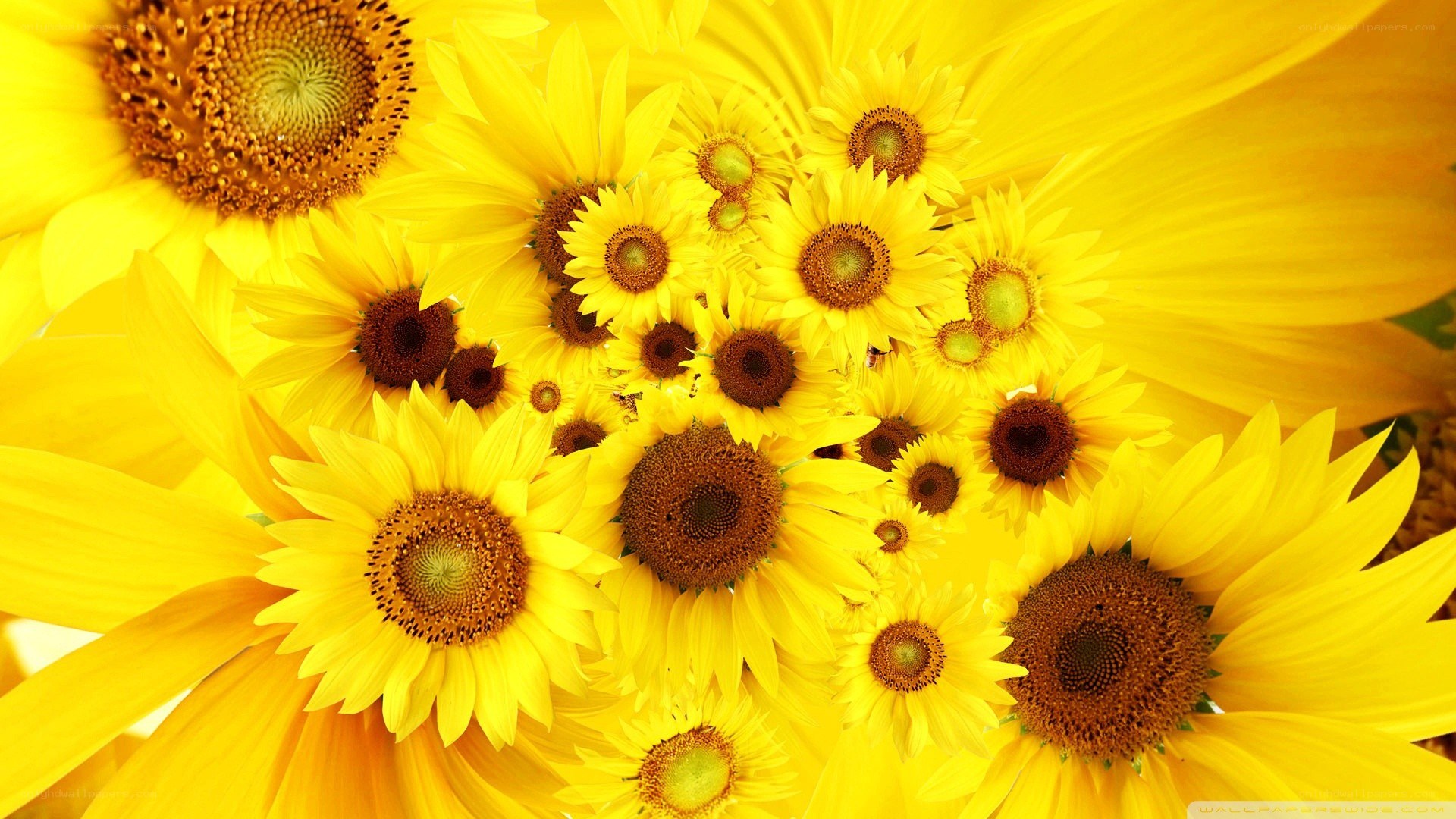 Sunflowers in a vibrant cluster
