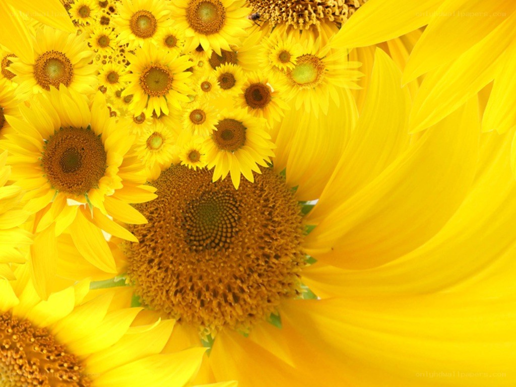 Sunflowers in a vibrant cluster